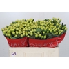 Hypericum Smiley Romance