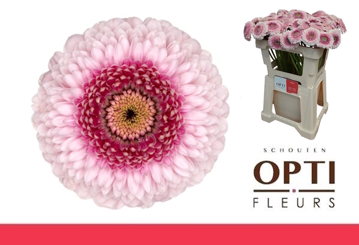 <h4>GE MB POM CAMILLA-Water</h4>