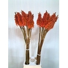 KNIPHOFIA XXL