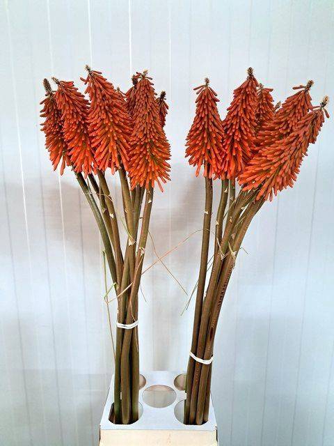 KNIPHOFIA XXL