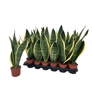 SANSEV FUTURA SUPERB