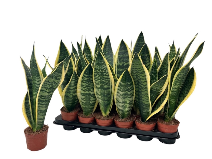 <h4>SANSEV FUTURA SUPERB</h4>