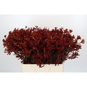 Kangaroo Paw Red Velvet