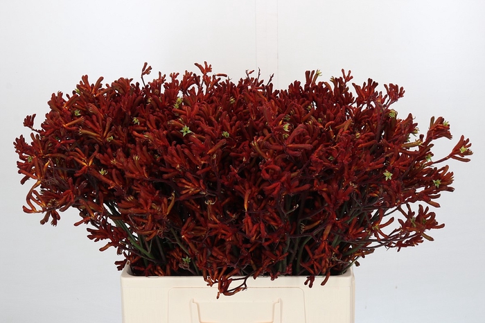 <h4>Kangaroo Paw Red Velvet</h4>