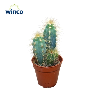 Pilosocereus Azureus