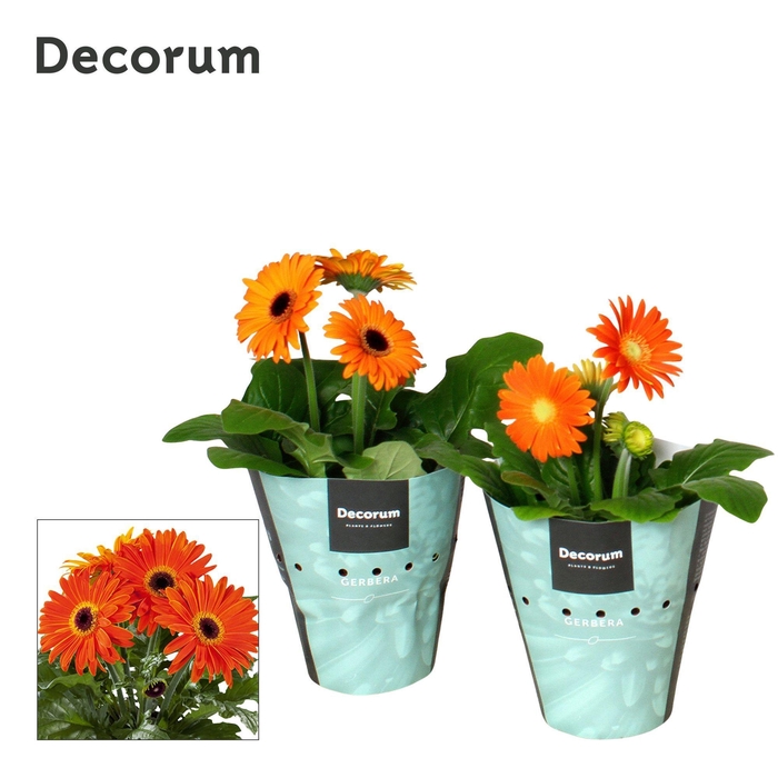<h4>Gerbera 2+bl. 12cm oranje (div. kleurtinten) potcover Decorum</h4>