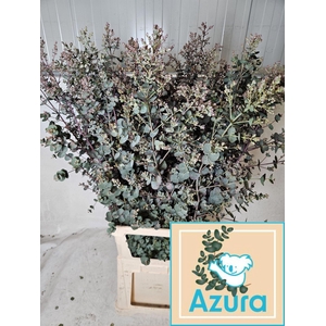 EUCA GUNNII AZURA EUCA GU AZURA