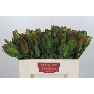 Leucadendron Laurel Yellow 2 Kop