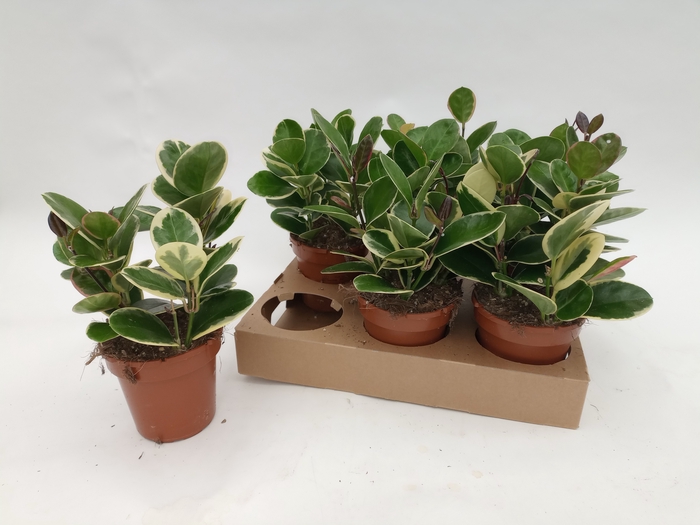 <h4>HOYA AUS BLONDIE</h4>