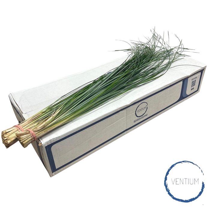 <h4>Beargras Ventium X40 Air</h4>