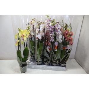 Phal Gem 5 Kl