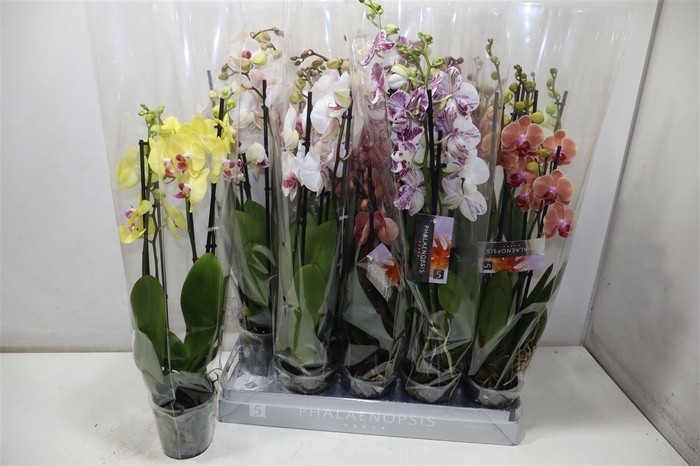 <h4>Phal Gem 5 Kl</h4>