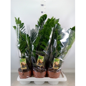 Zamioculcas zamiifolia