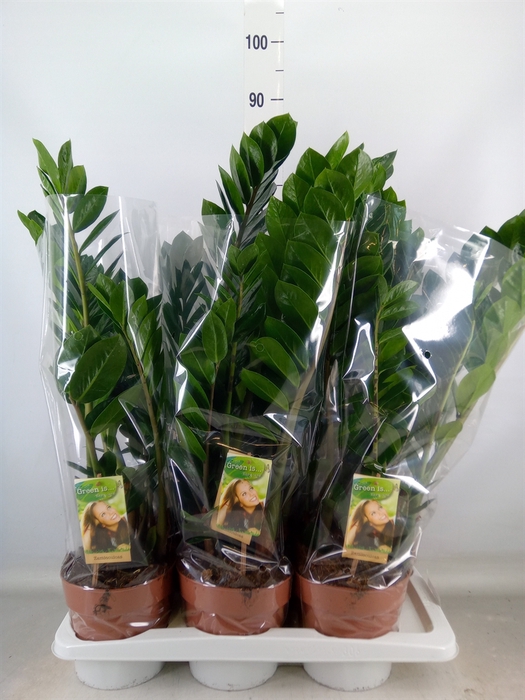 <h4>Zamioculcas zamiifolia</h4>