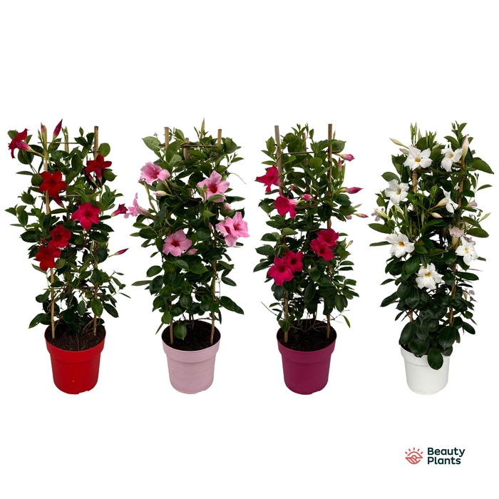 <h4>Mandevilla Sundaville Mixtray in toren (Dipladenia)</h4>