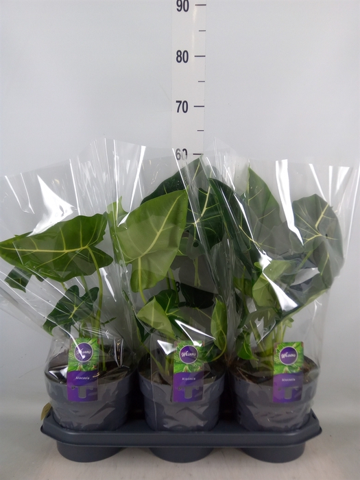 <h4>Alocasia   ...</h4>