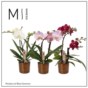 Phalaenopsis Spirit Mix 2 spike - 12cm in Jess Old Camel Metal | Mimesis