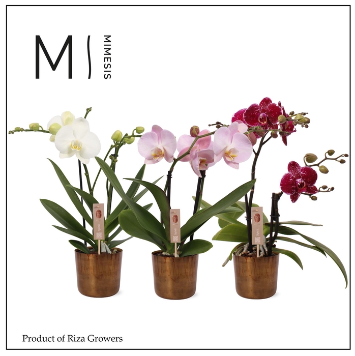 <h4>Phalaenopsis Spirit Mix 2 spike - 12cm in Jess Old Camel | Mimesis</h4>