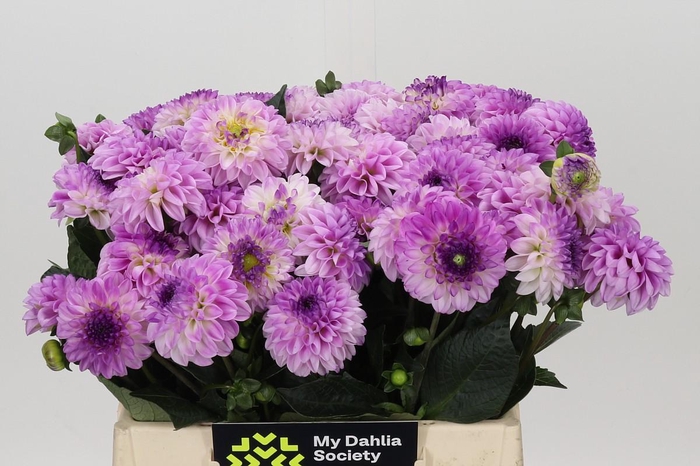 <h4>Dahlia Genova</h4>