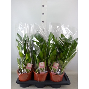 Zamioculcas zamiifolia 'Pixie'