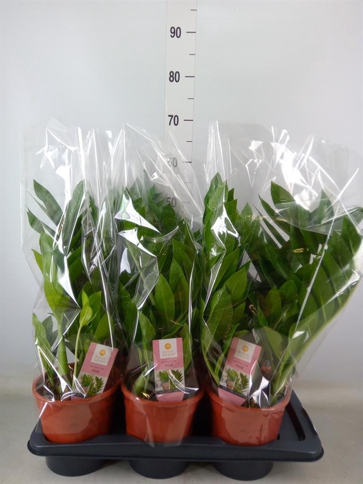 <h4>Zamioculcas zamiifolia 'Pixie'</h4>