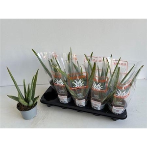 Aloe vera