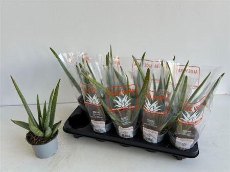 <h4>Aloe vera</h4>