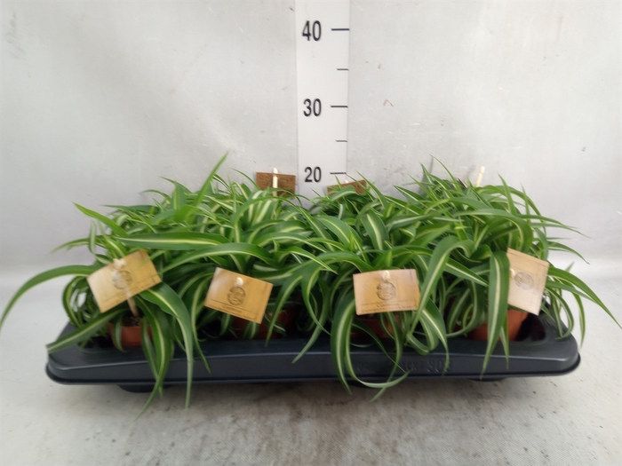 <h4>Chlorophytum com. 'Bonnie'</h4>