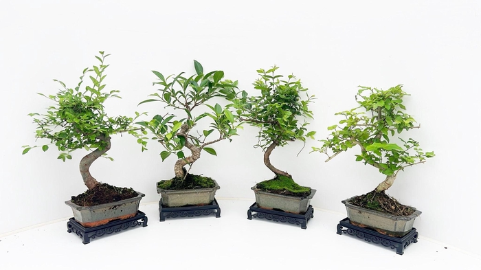 <h4>Bonsai mix, indoor, 15 cm., shape, with table</h4>