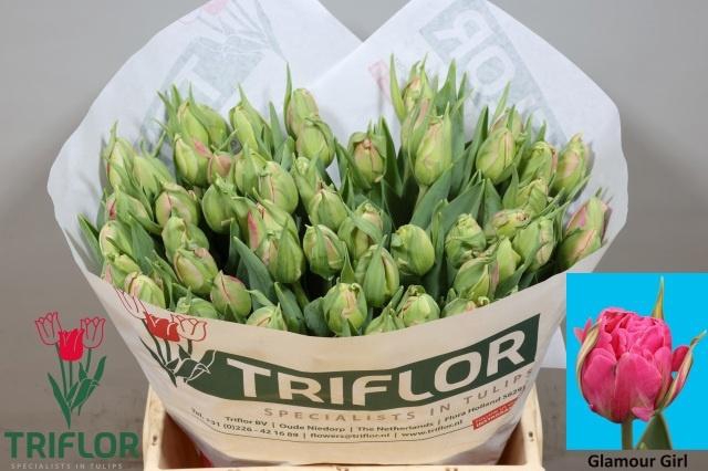 <h4>TU DU GLAMOUR GIRL</h4>