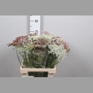 Daucus Carota Dara