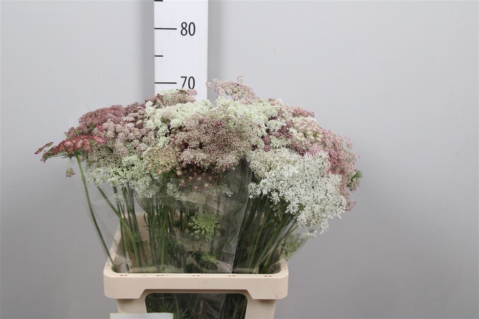 <h4>Daucus Carota Dara</h4>