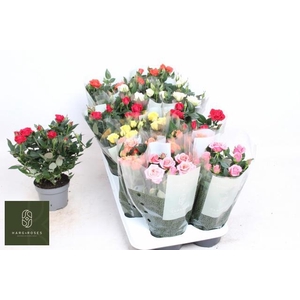 RO KORDANA GEM 6 SRT