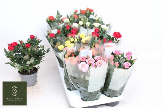 <h4>RO KORDANA GEM 6 SRT</h4>