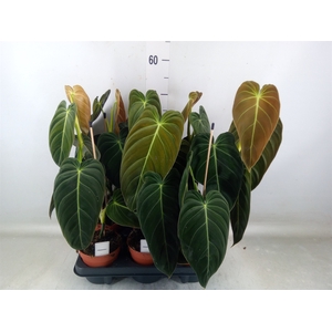 Philodendron melanochrysum