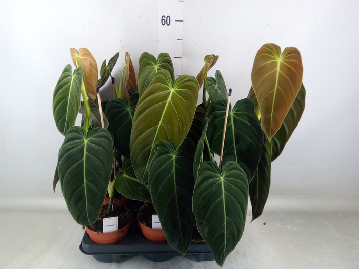 <h4>Philodendron melanochrysum</h4>