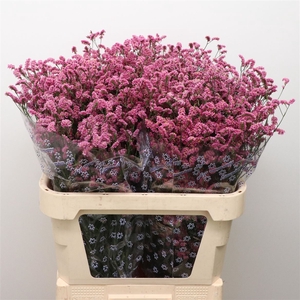 Lim Sin Anouchka Diamond Pink
