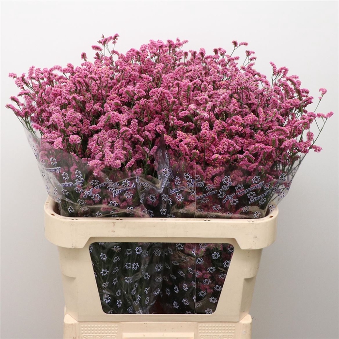 <h4>Limonium Joy Pink X50</h4>