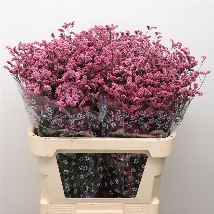 <h4>Lim Sin Anouchka Diamond Pink</h4>