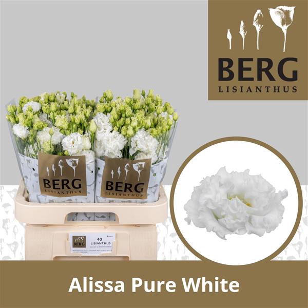 <h4>Eust Alissa White Pure</h4>