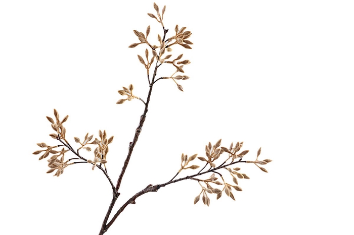 Firmiana Simplex Spray LV330087BGE