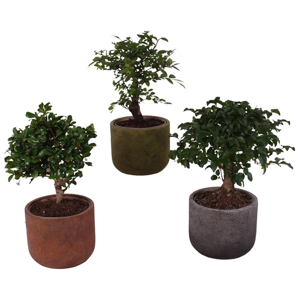 <h4>Bonsai Indoor Mix Ø12cm Ball Shape in Ø15cm Ceramic NT467</h4>