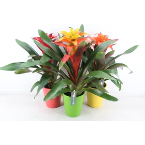 Arr3 Bs - Ker. Fiero Mix Florance X6