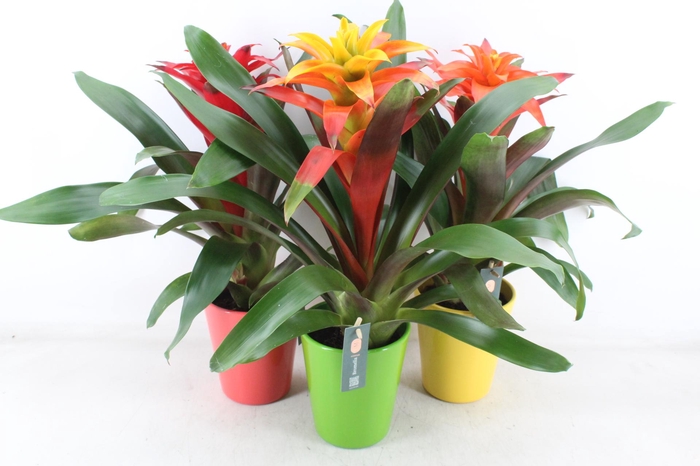 <h4>arr3 BS - Ker. fiero mix florance x6</h4>