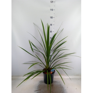 Cordyline indivisa 'Peko'