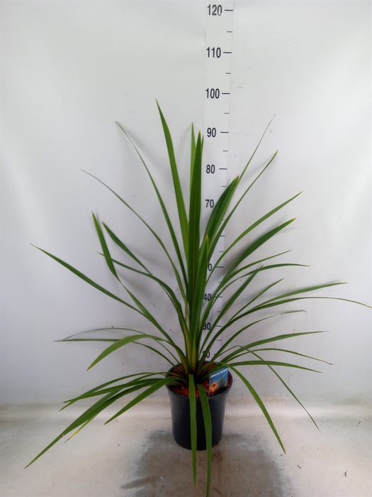 <h4>Cordyline indivisa 'Peko'</h4>