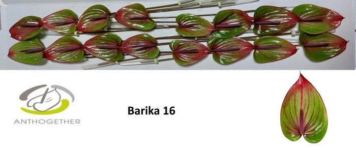 <h4>ANTH A BARIKA</h4>