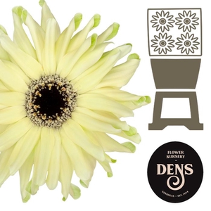 Gerbera Pastini Spritz Diamond