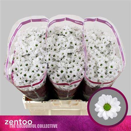 <h4>Chr S Lassie</h4>