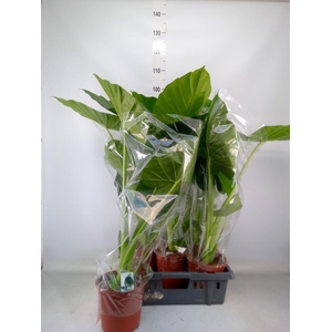Alocasia macrorrhizos